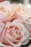 bouquet of pastel roses close-up