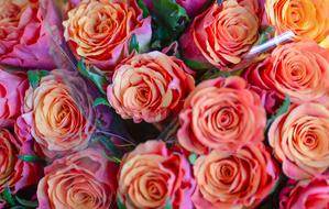 orange color wrapped Roses