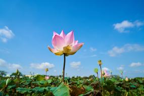 Lotus Plant and blue sky