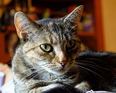 portrait of a gray domestic cat on a blurred background