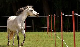 horse on a green meadow behind a fence