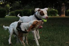 Dogs Puppy play