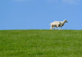 Cute white Sheep with lamb on a beautiful green lawn at blue sky