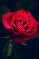 Close-up of the beautiful, blossoming, red rose flower, at black background