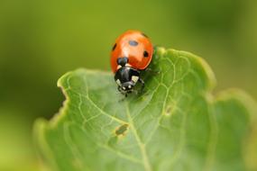 ladybug on a large green leaf, close-up
