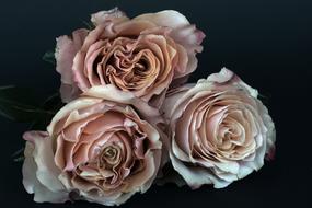 Beautiful, salmon and white roses at black background