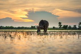 Buffalo sunset