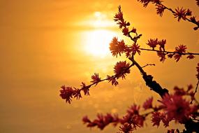 Sunset Nature flowers