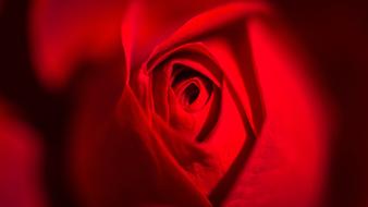 red rose bud close up with blurred background