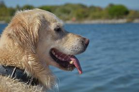 portrait of dog on beach