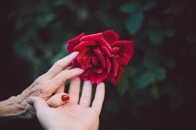 Bloom red and hands