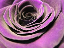 Close-up of the beautiful, blooming, violet and yellow rose flower