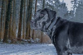 Dog black snow trees
