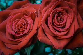 two red Roses side by side close up