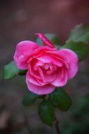 cute Pink Rose Autumn