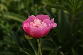 Peony Flower Bloom pink