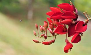 Nature Flower red