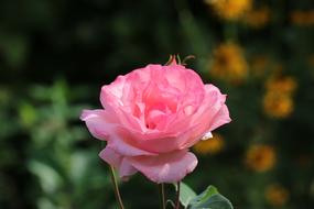 rose bud on a postcard