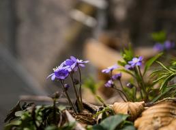 hepatica blooming in Forest