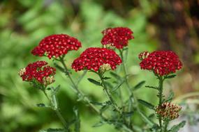 Red Flowers green background