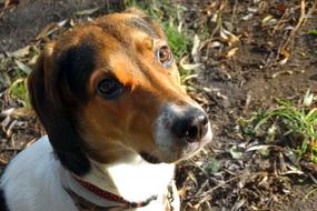 Portrait of the cute and beautiful, brown, white and black dog, on the ground with plants