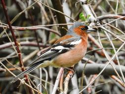 Bird Brown red Spring