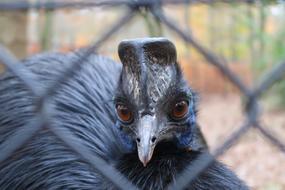 Cossowary Bird