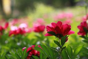photo of pink flowers in garden
