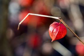 ripe Red seed head of Chinese Lantern Plant