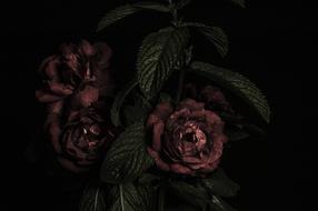 dry Rose Bouquet Flower