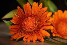 oranfe Flowers