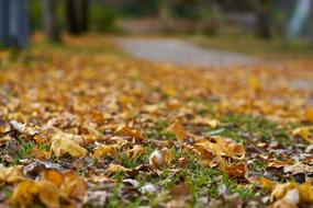 autumn leaves outdoors close-up on a blurred background