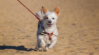 small dog on a leash in the sand