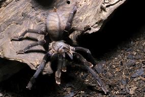 Close-up of the Cyriopagopus spider, on the ground