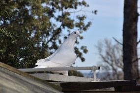 Dove Homing Bird white