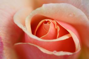 Close-up of the beautiful, orange, pink and purple, gradient rose flower with the dew