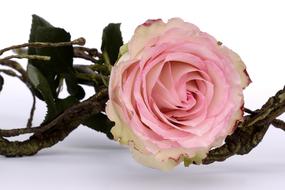 Rose, Pink Flower on decorative stand