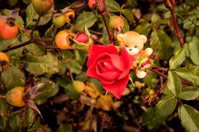 Bear Toy and red Rose