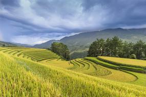 Agriculture green yellow grass