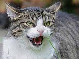 Cat Feuler Angry sad