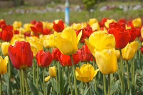 field of colorful tulips close up in blurred background