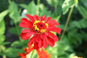 red Flowers at Nature