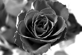 black rose on blurred background