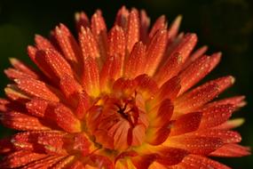 morning dew on an orange dahlia bud