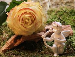 Rose Floribunda Blossom and angel statue