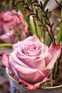 composition with pink rose