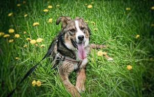 Dog green grass yellow flowers