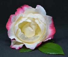 white and pink scented rose