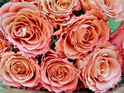 Bouquet of pink Roses, background