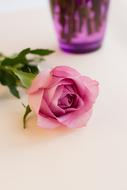 rose on the table close-up on a blurred background